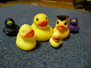 Two Ninja Ducks photobomb a duck family photo