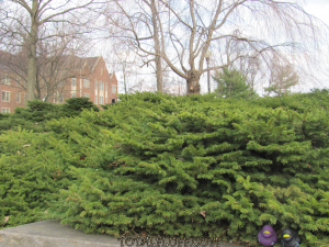 Ninja Ducks photobombing a picture of a shrubbery