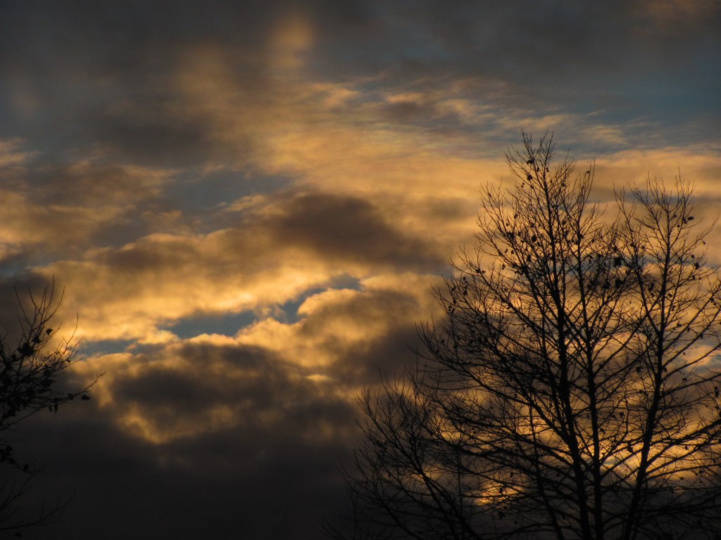 Pretty Sunset and tree sillhuette