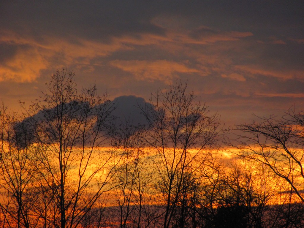 bright orange sunset with a few sparse trees