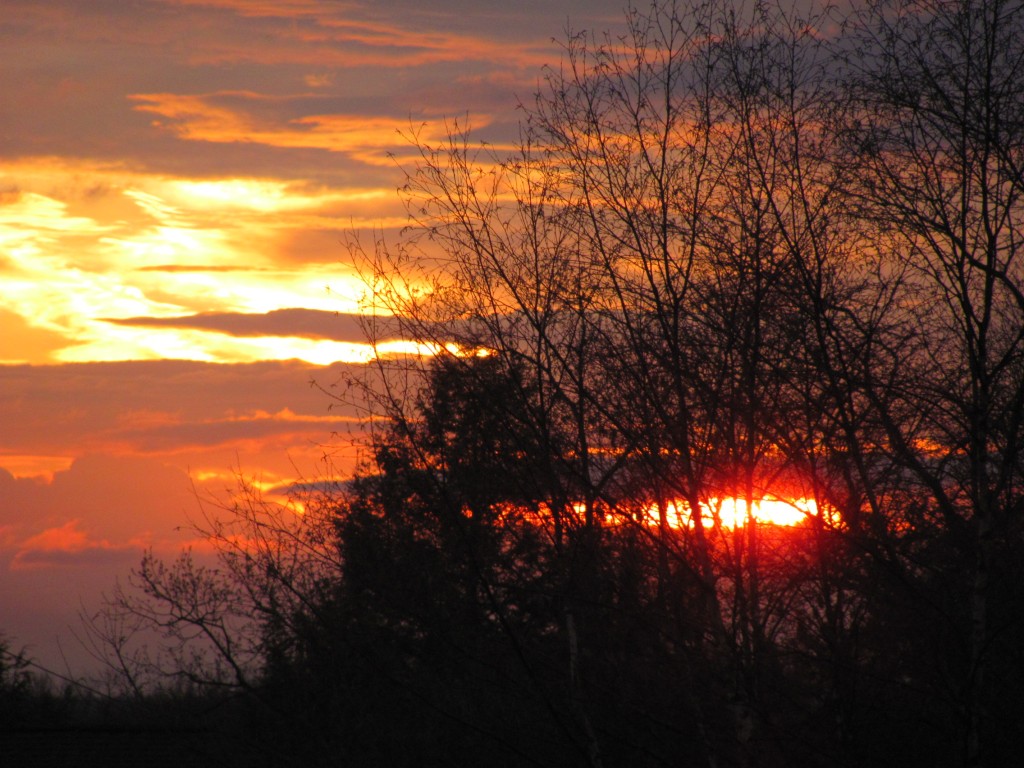 A vivid sunset with the sun peaking through a few trees