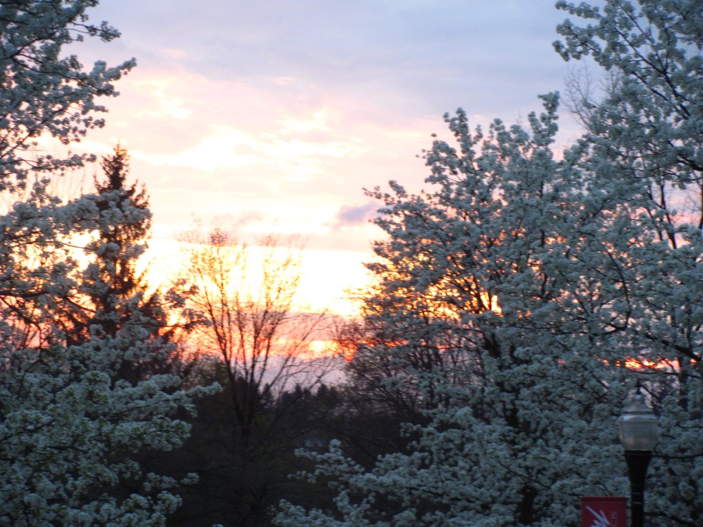 Some white trees against a pretty sunset.