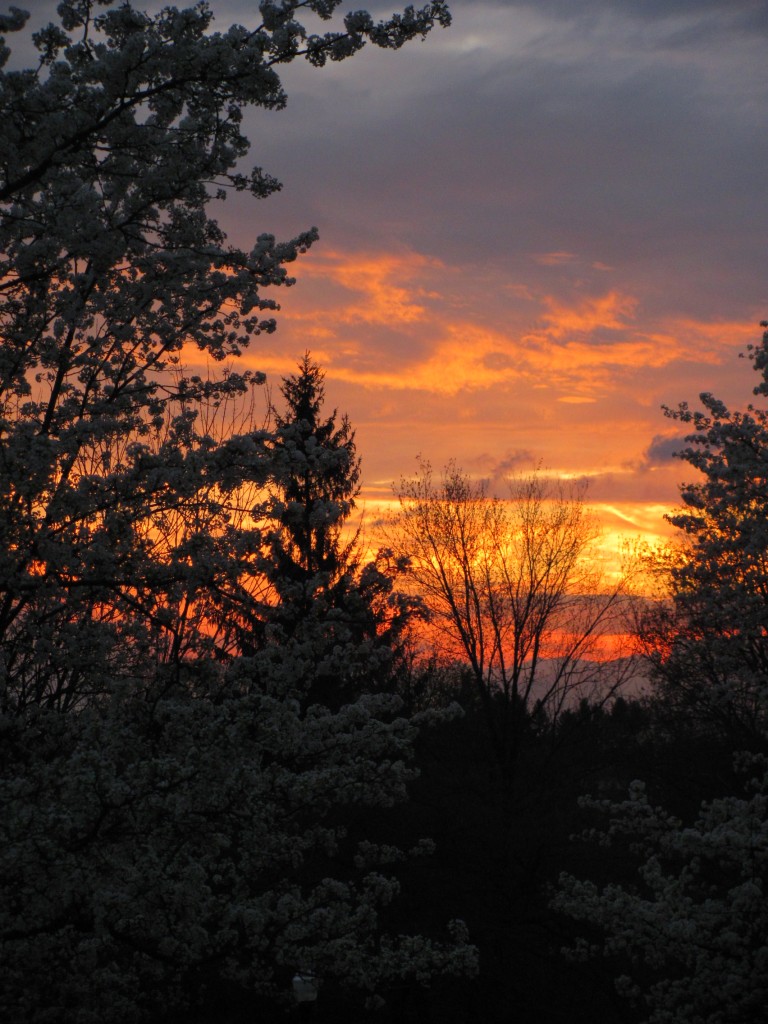 A pretty landscape with trees and a vividly stunning sunset