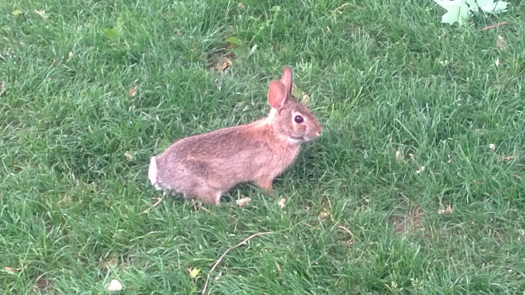 Sideview of a fluffy cute bunny rabbit