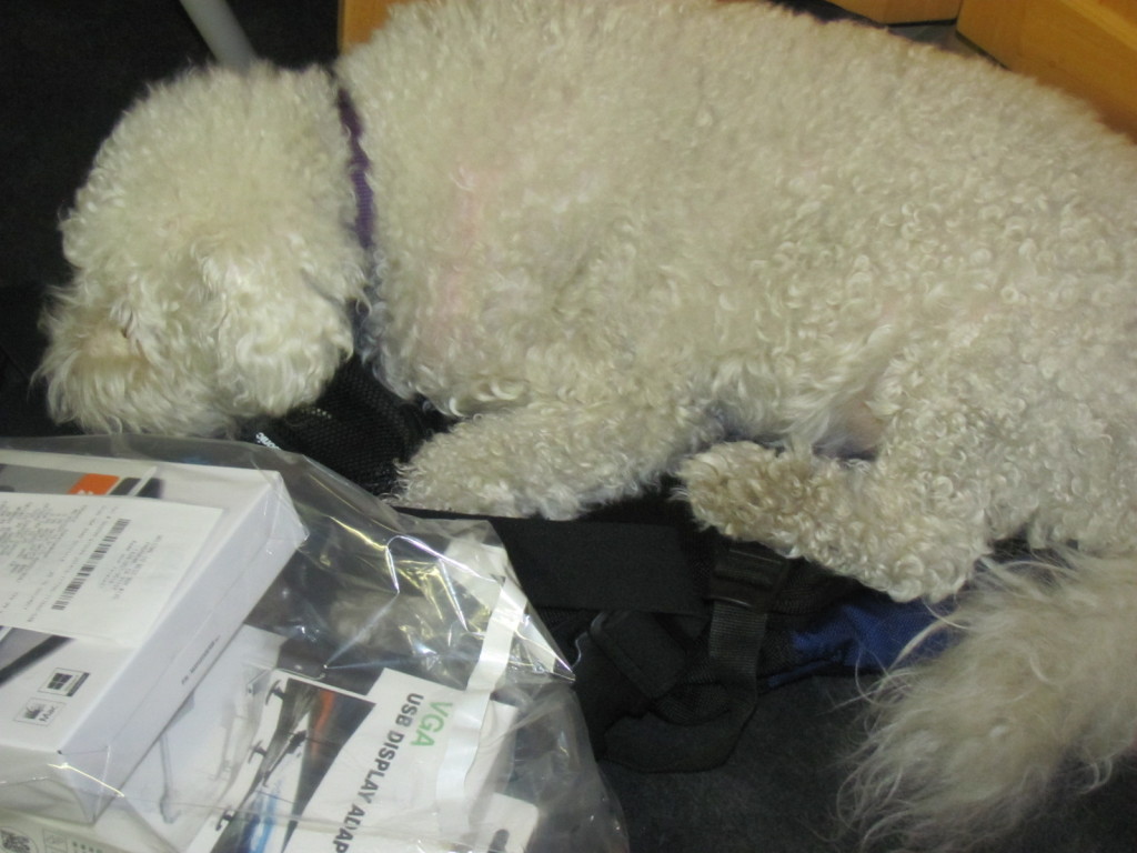 A white fluffy dog sleeping on a backpack.