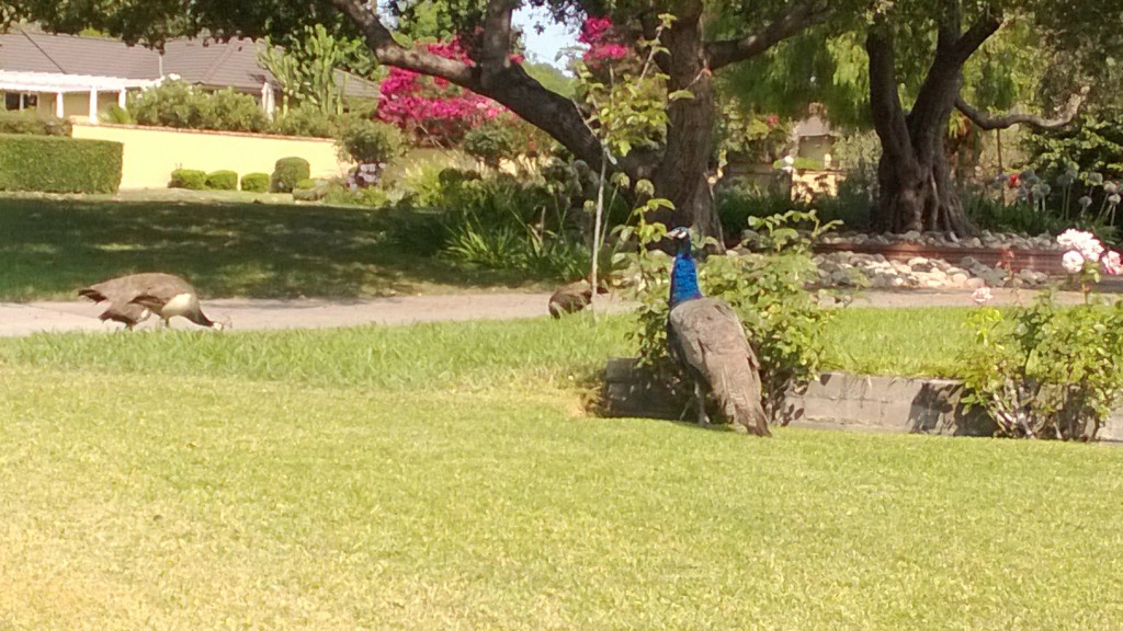 Peacock and family. Very pretty and cute.