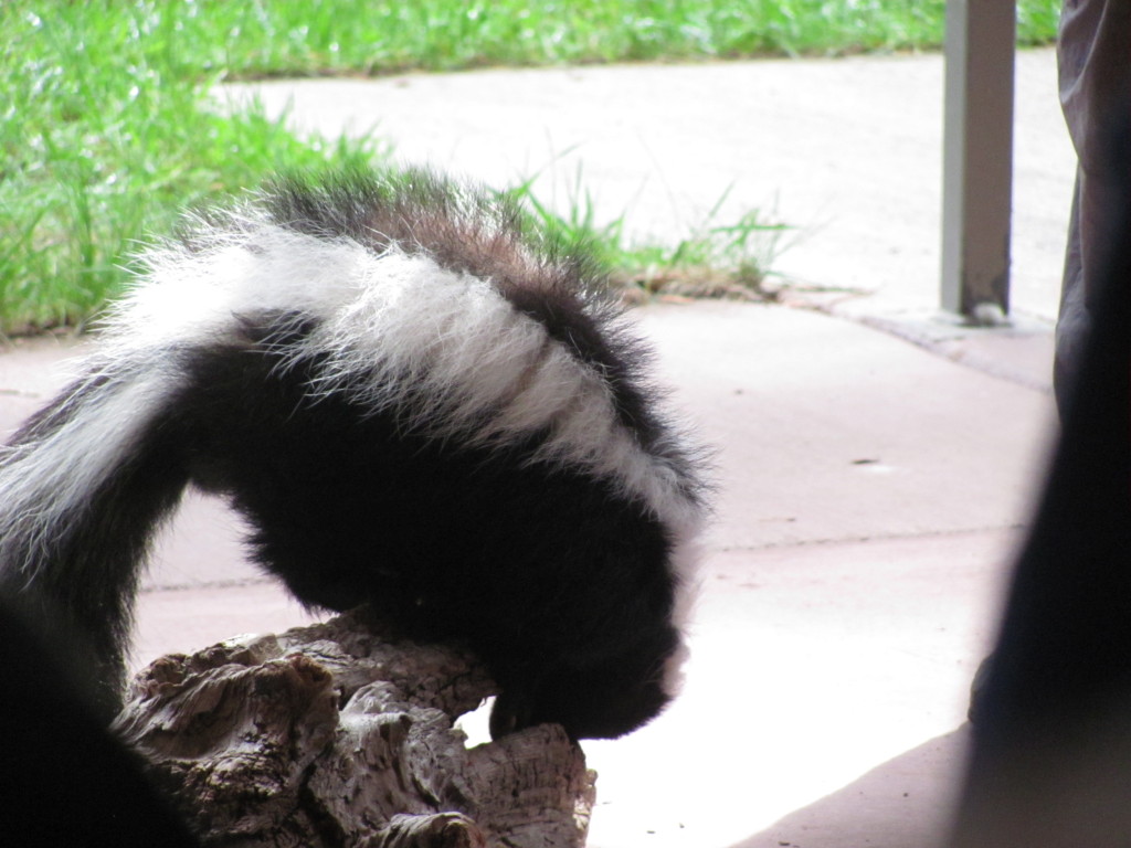 A skunk about to jump off of a perch