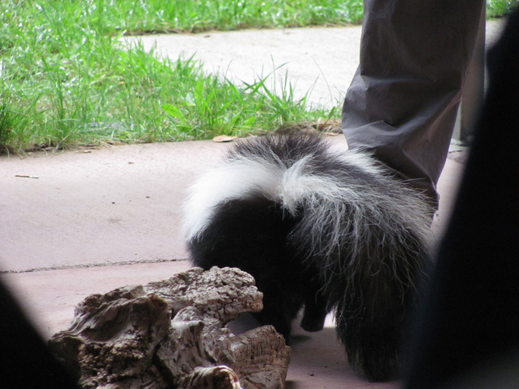 A cute looking skunk