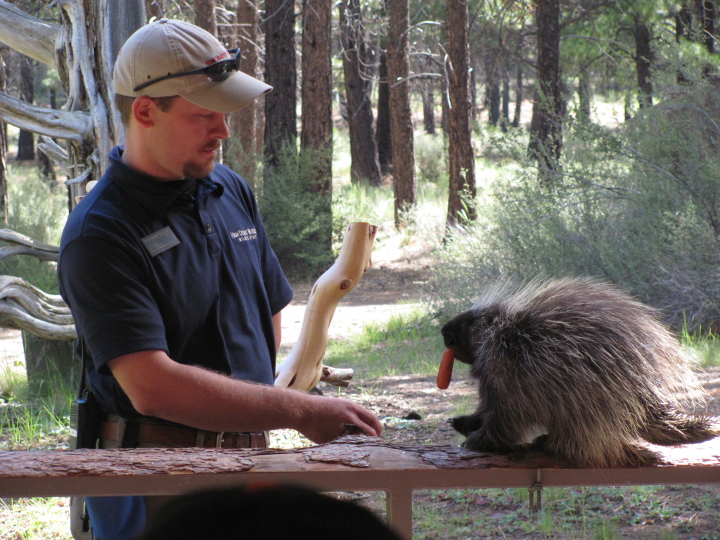 A fluffy porcupine eating a carrot.