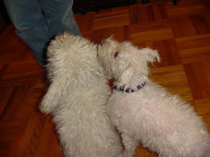 A bedraggled dog and a not so bedraggled dog