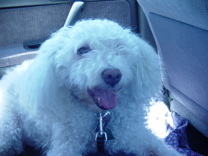 Dog looking a bit derpy, with a silly haircut