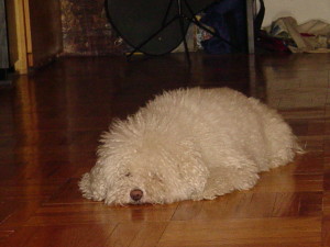 Pepper resting. As usual.