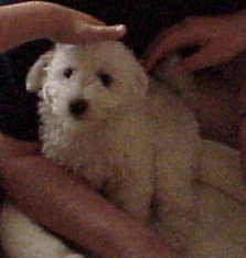 Small Bichon puppy receiving more attention than he wanted.