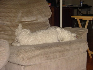 Dog on the Couch.