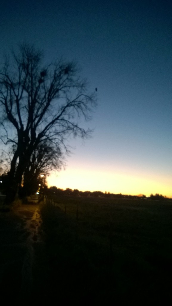 Picture of a wild owl! And sunrise.