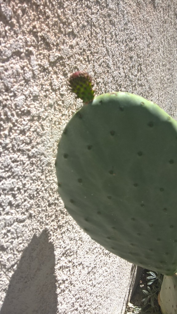 Cactus with a bud or something growing from it