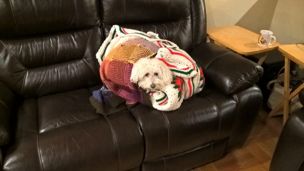 Dog wrapped up on the couch.