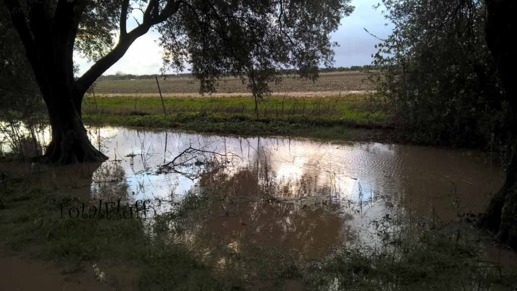 Surprisingly Pretty Mud Puddle