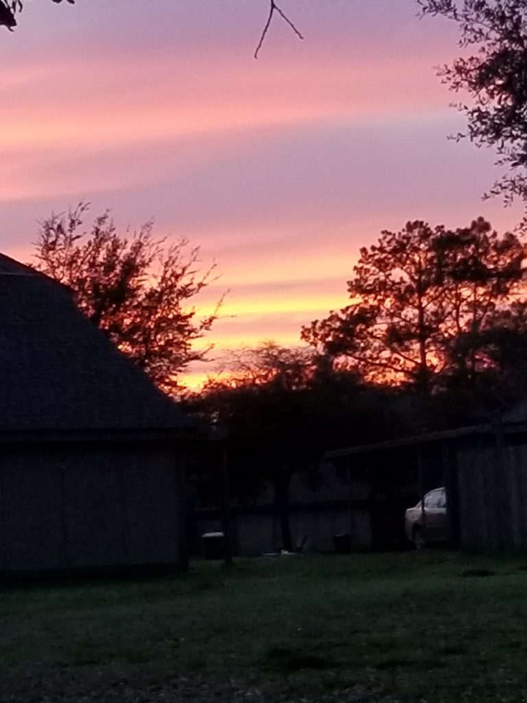 Lovely sunset with trees and buildings