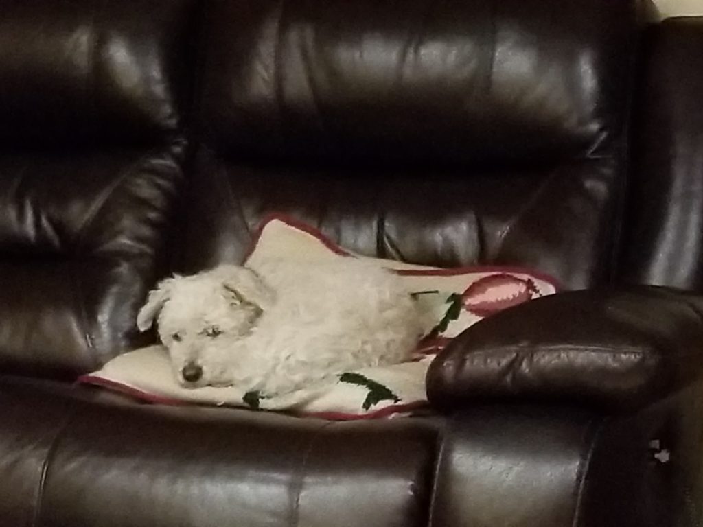 Cute small white dog on a pillow