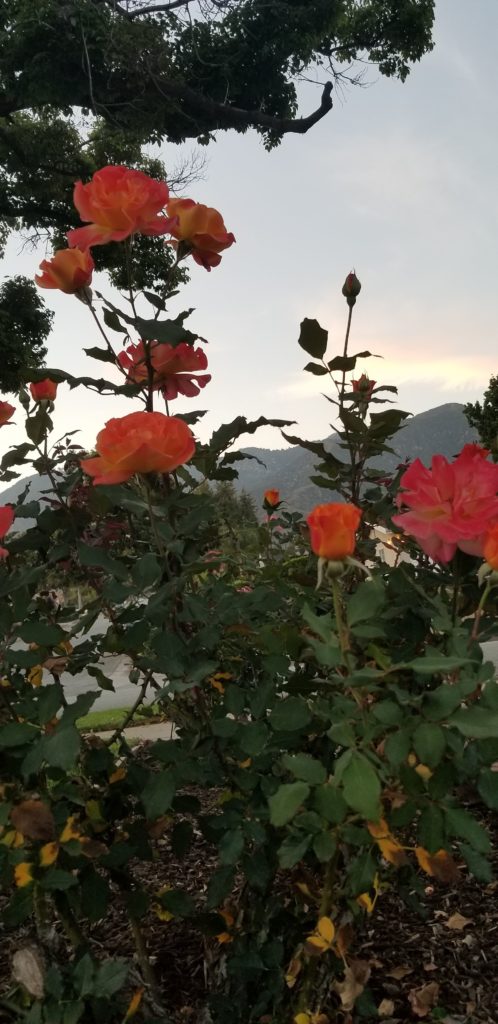 Rose and Sunset
