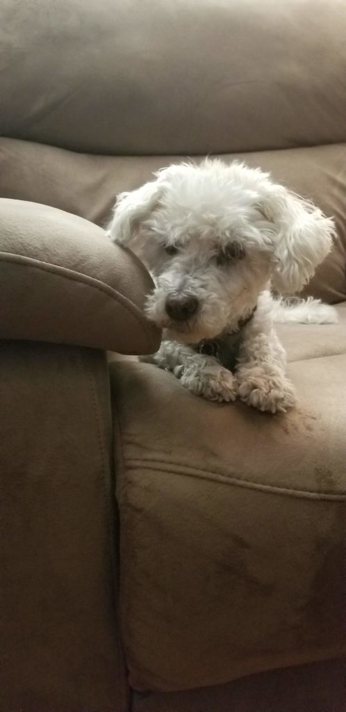 Puppy on Chair